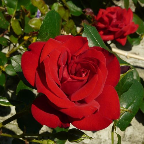 Gärtnerei - Rosa Ena Harkness™ - rot - teehybriden-edelrosen - stark duftend - Albert Norman - Im ganzen Sommer und auch noch im Früherbst blühende Sorte.